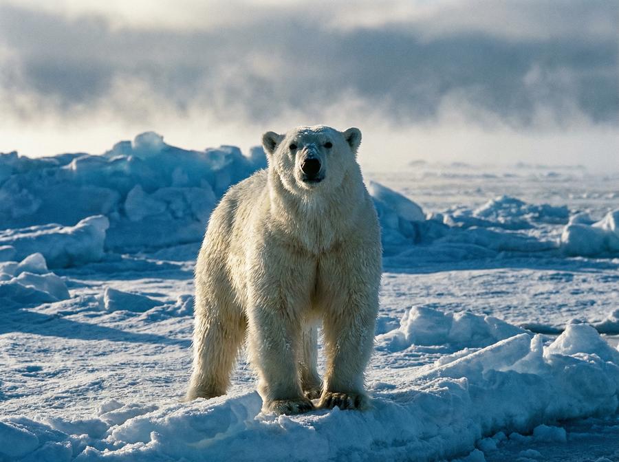 国产视频北极熊视频演示 北极熊冰原生存写真